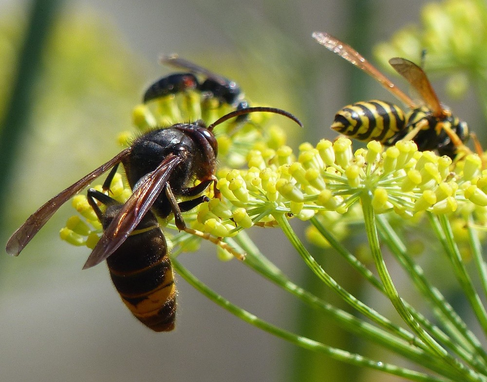 Quels sont les dangers du frelon asiatique pour les humains et les abeilles ?