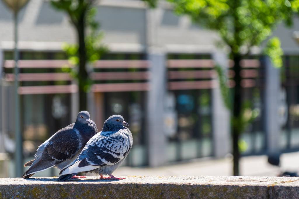 Bien choisir son entreprise de dépigeonnage à paris